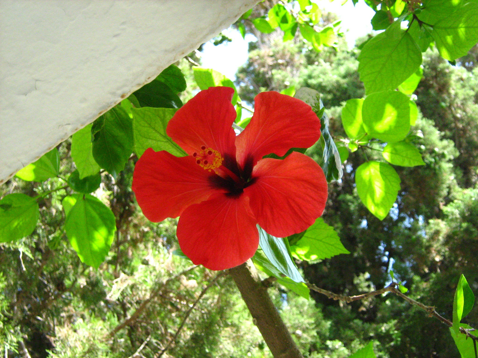 hibiszkusz