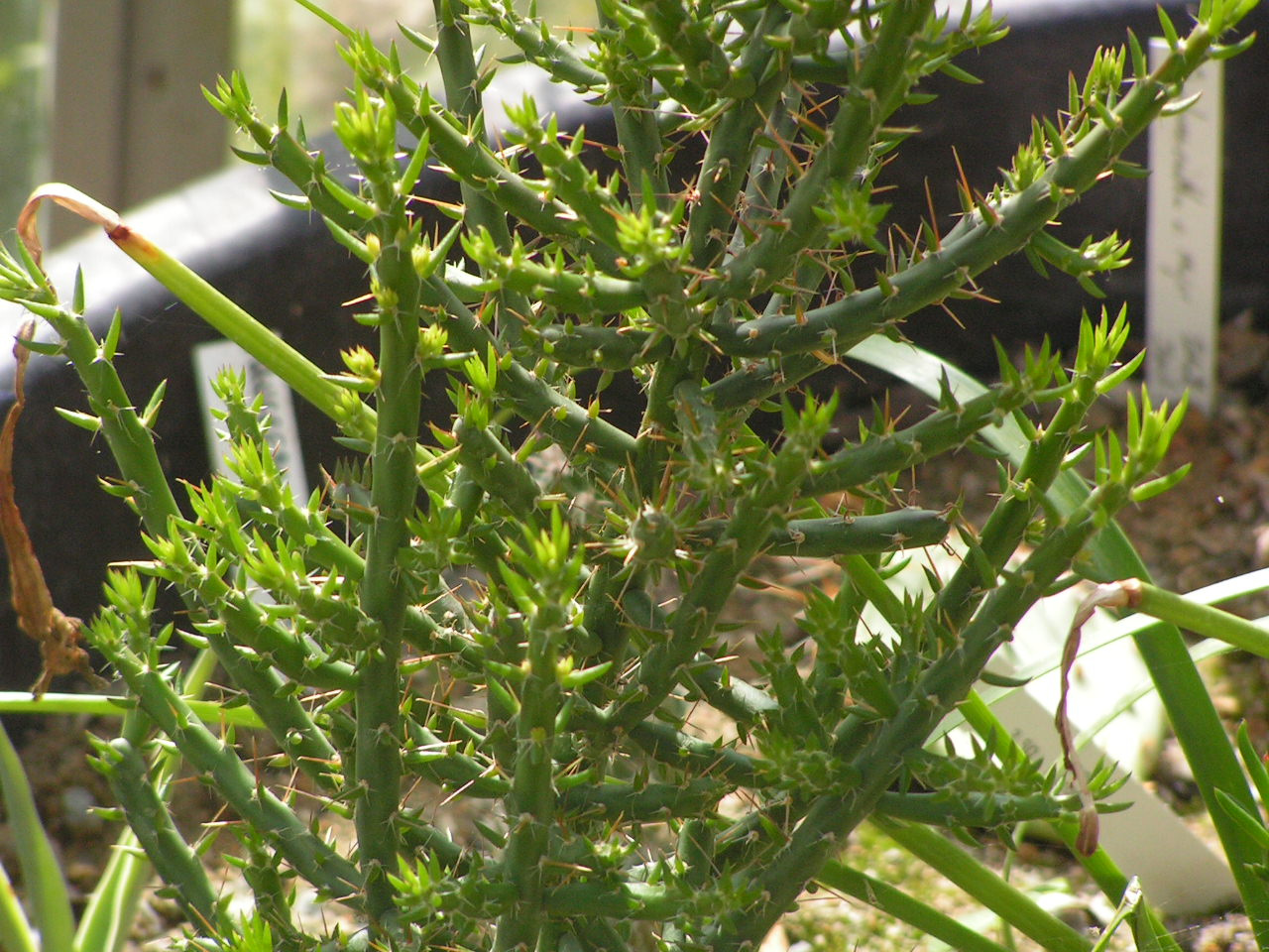 Cylindropuntia leptocaulis