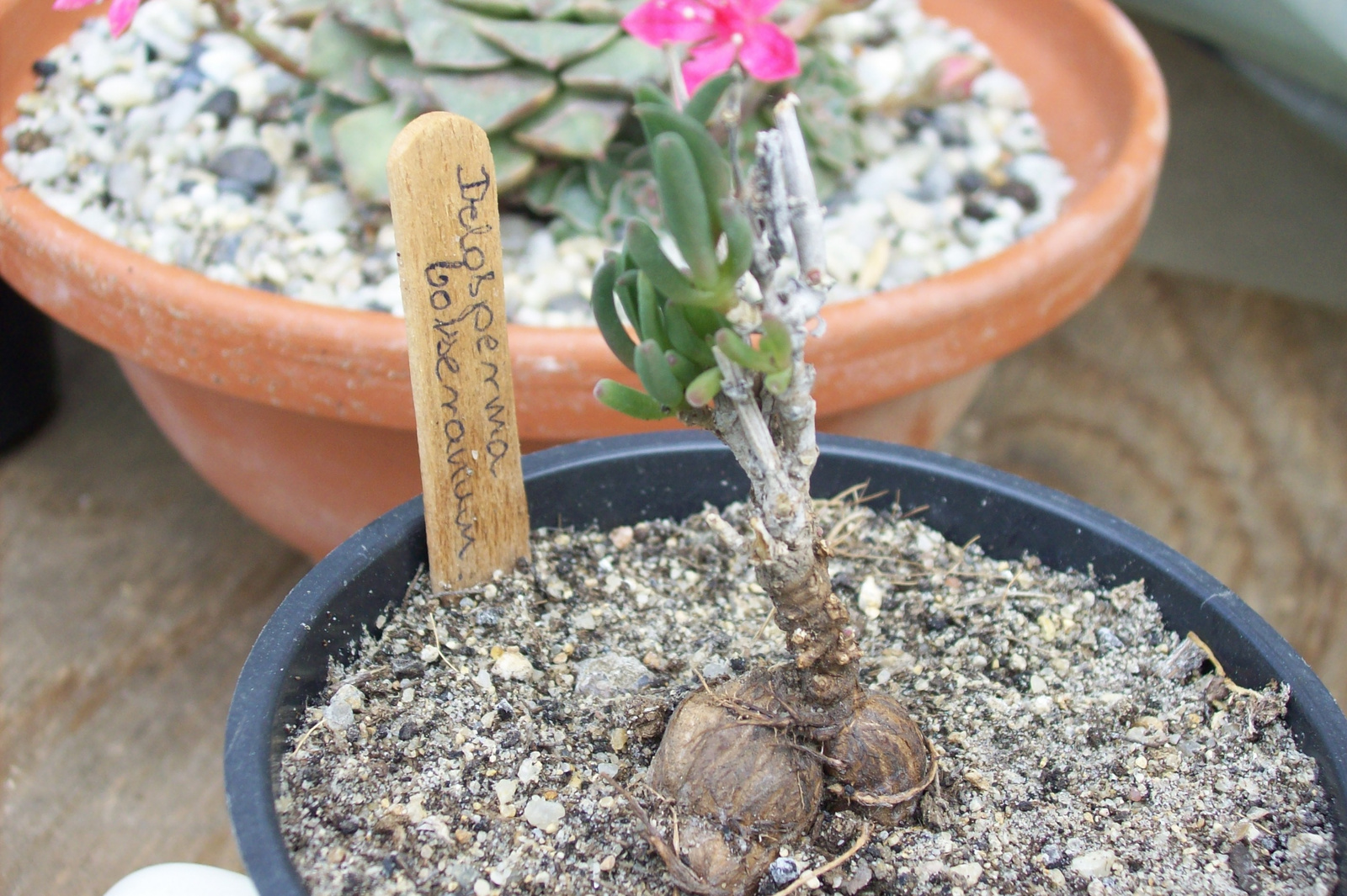 Delosperma bosseranum