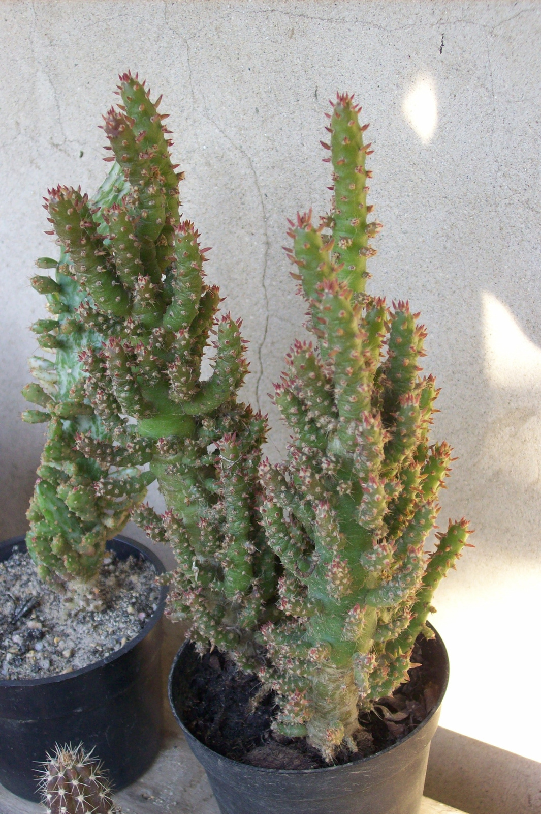 Austrocylindropuntia subulata