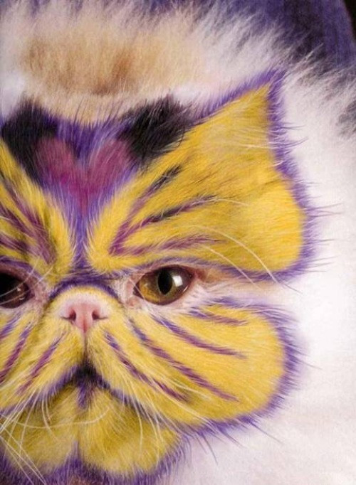 paint-dye-cats-15