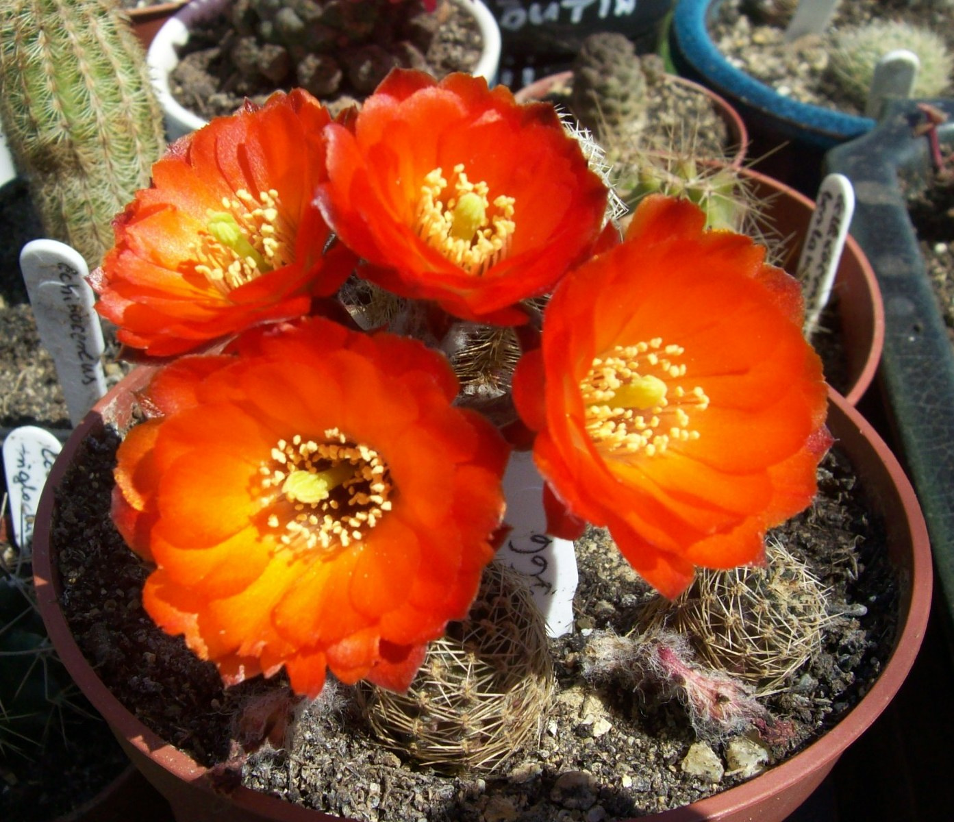 Rebutia pygmea friedrichiana