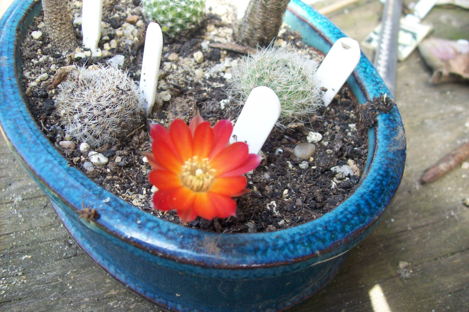 Rebutia steinmannii costata