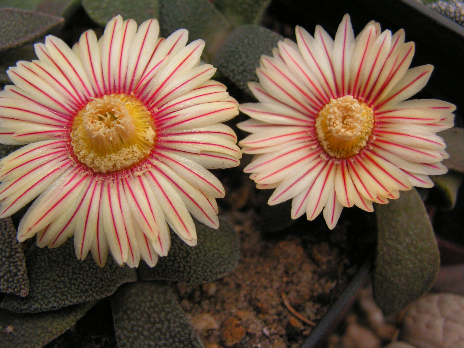 Aloinopsis rubrolineata