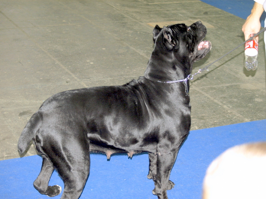 Cane corso 3