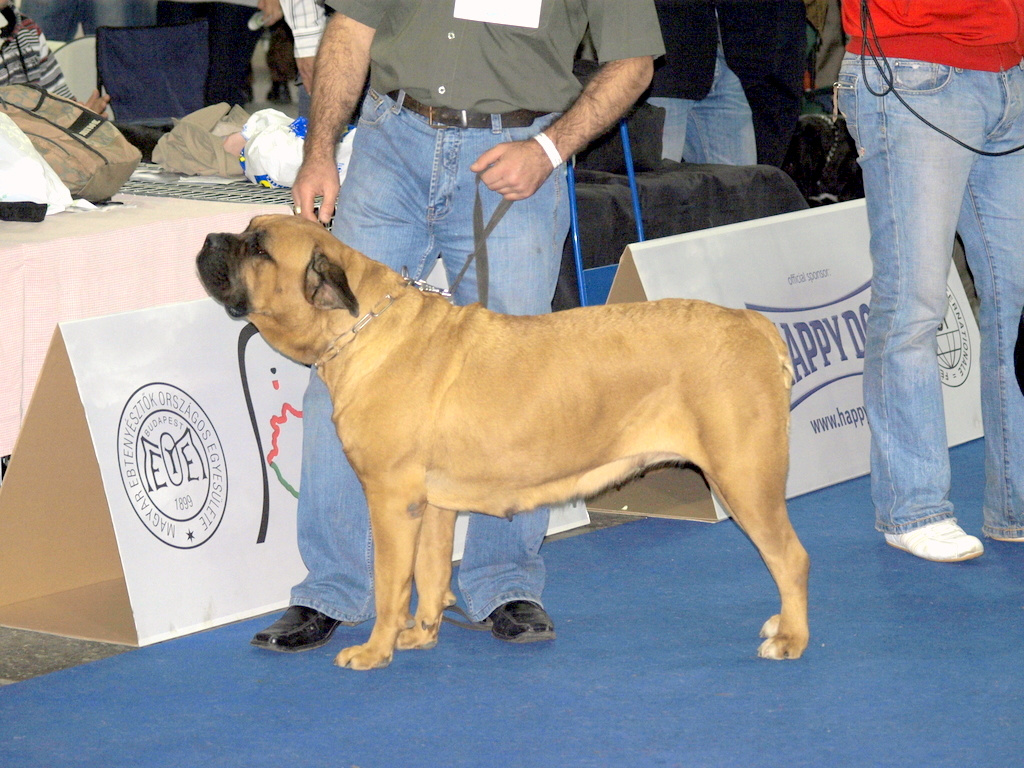 Cane corso 2