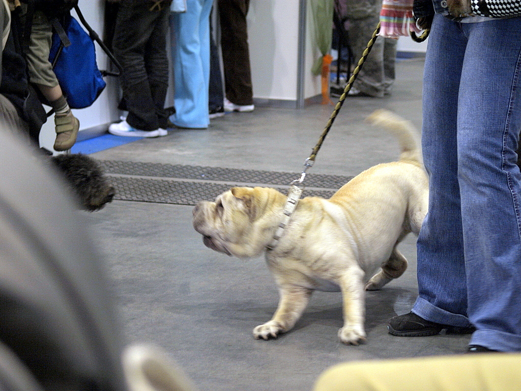 Shar-pei akcióban