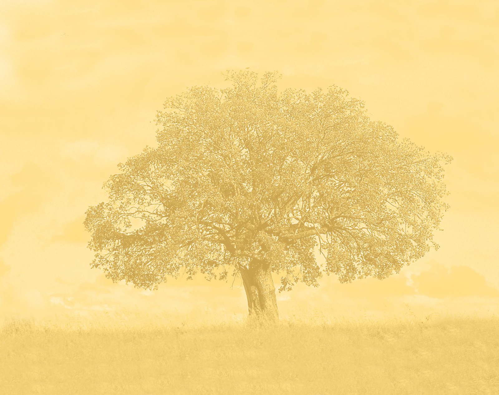 00368 arbre 1680x1050.png