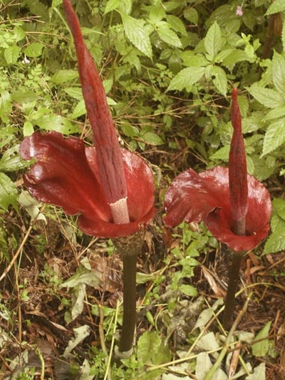 Amorphophallus konjac 400