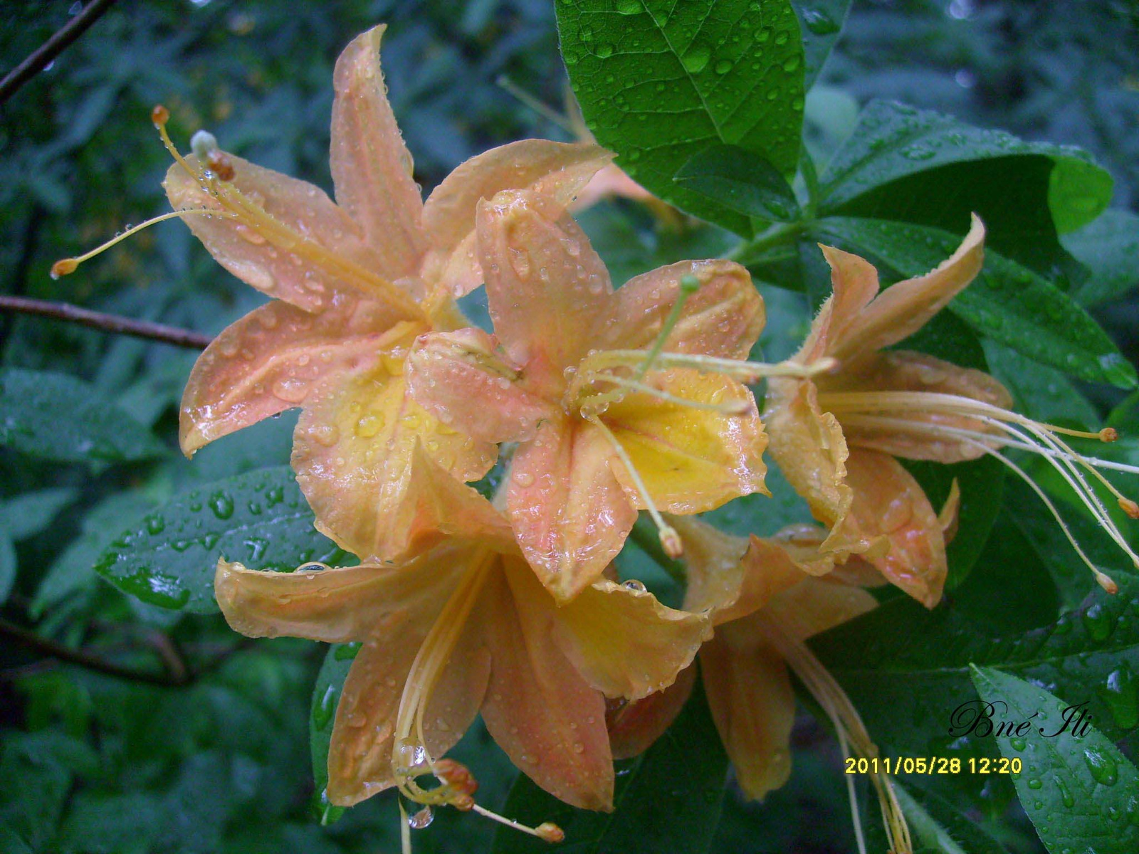 Rhrododendron, Jeli Arborétum