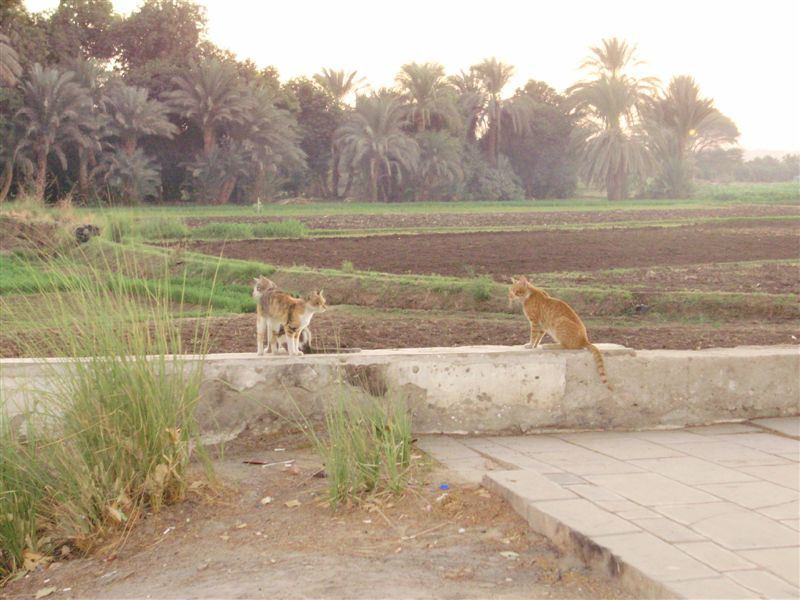 Cicók Kom Ombóban