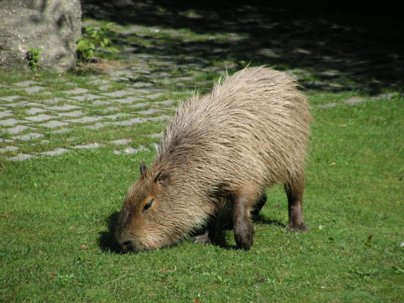 Vízidisznó