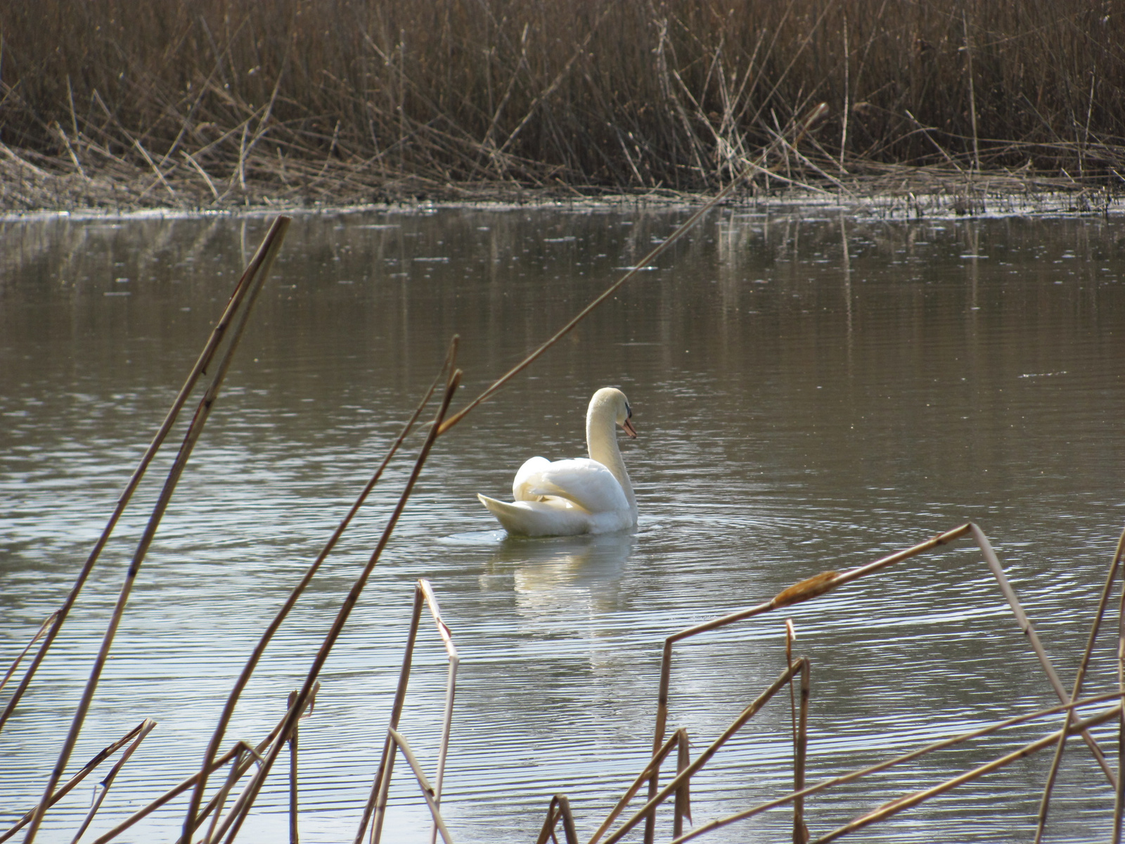 2011.04.03.Boros-Dráva