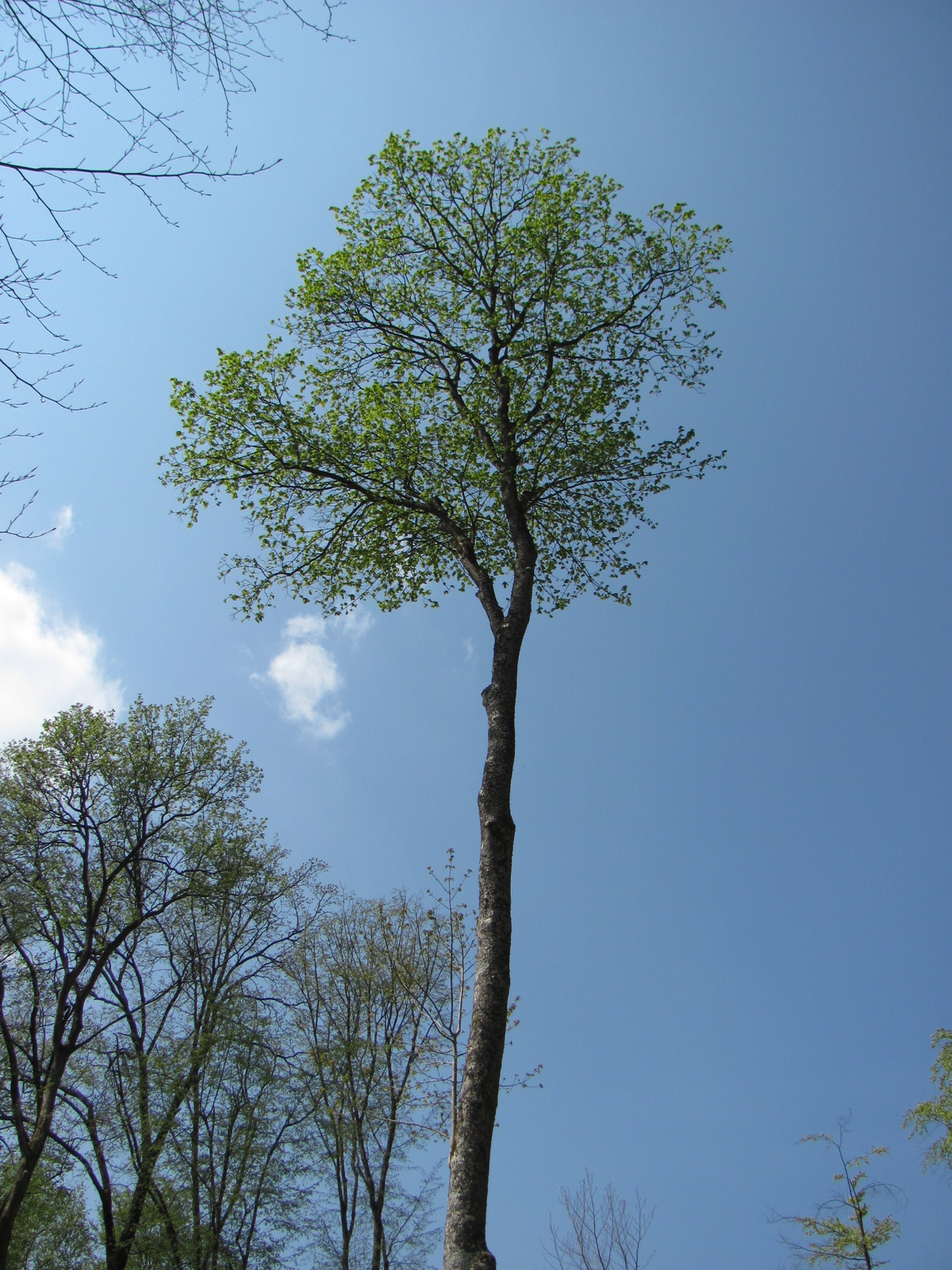 2011.04.17.Magyaregregy-Komló 076