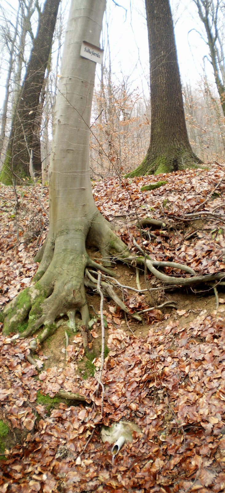 20100102Szőke forrás