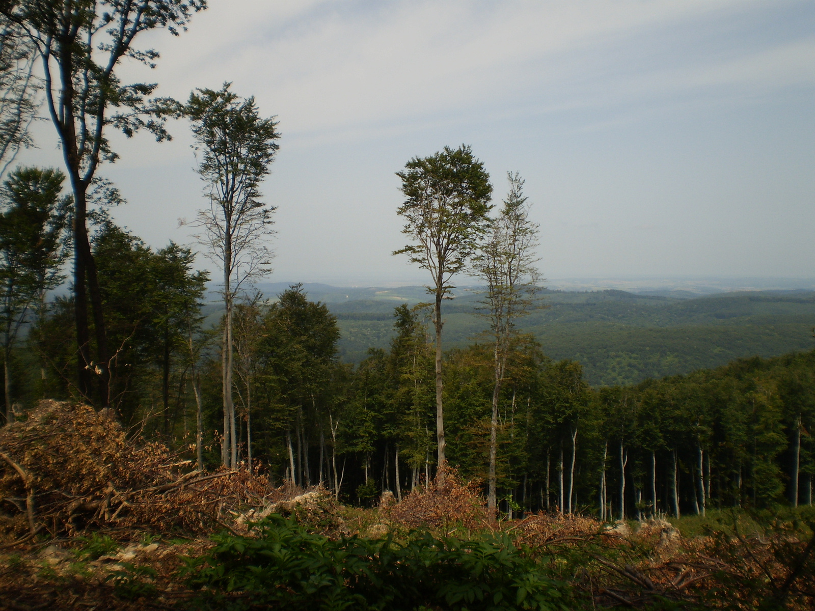 20100814 Mecsek 35 Hármas hegy