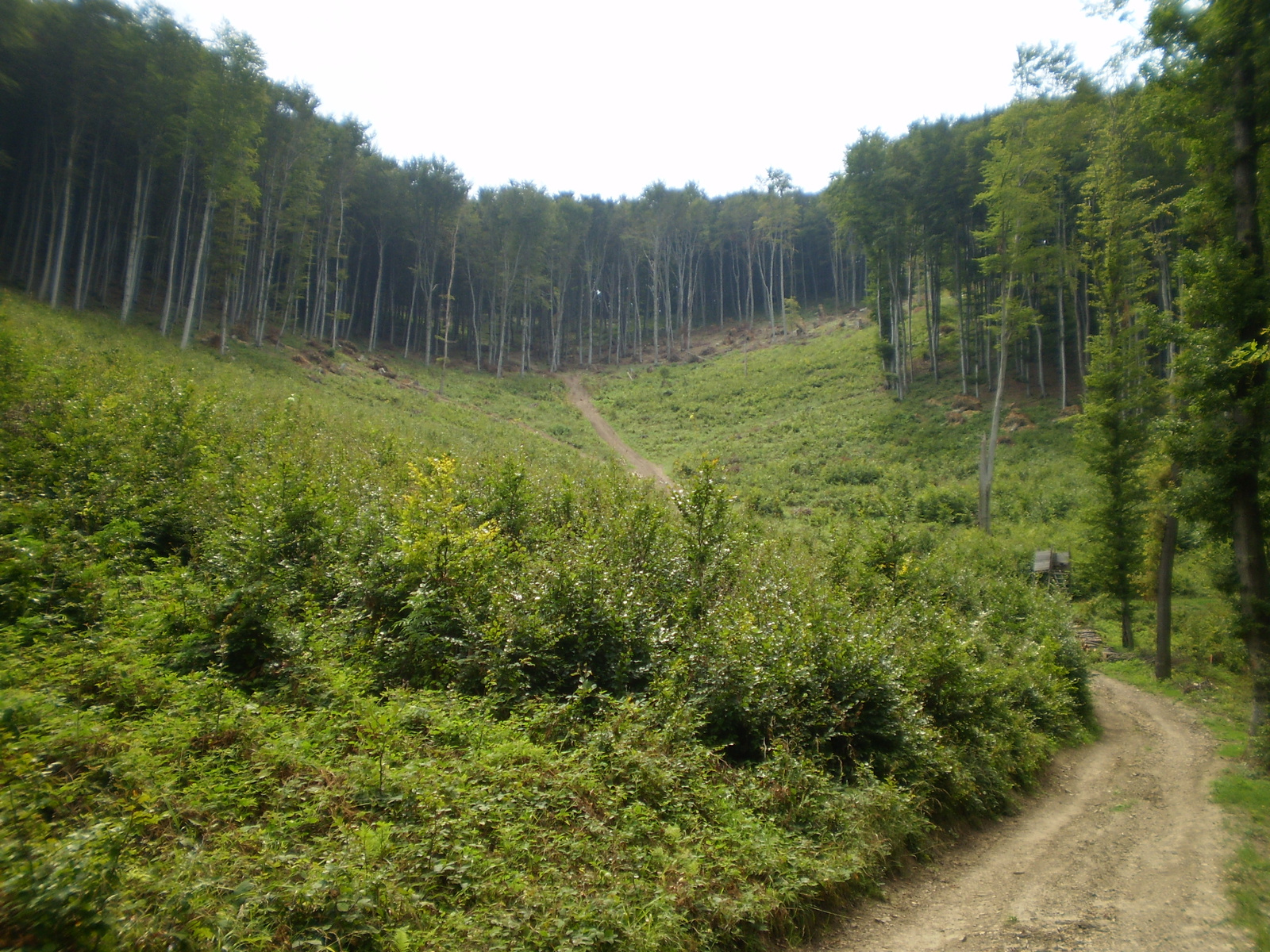 20100814 Mecsek 35 Hármas hegy