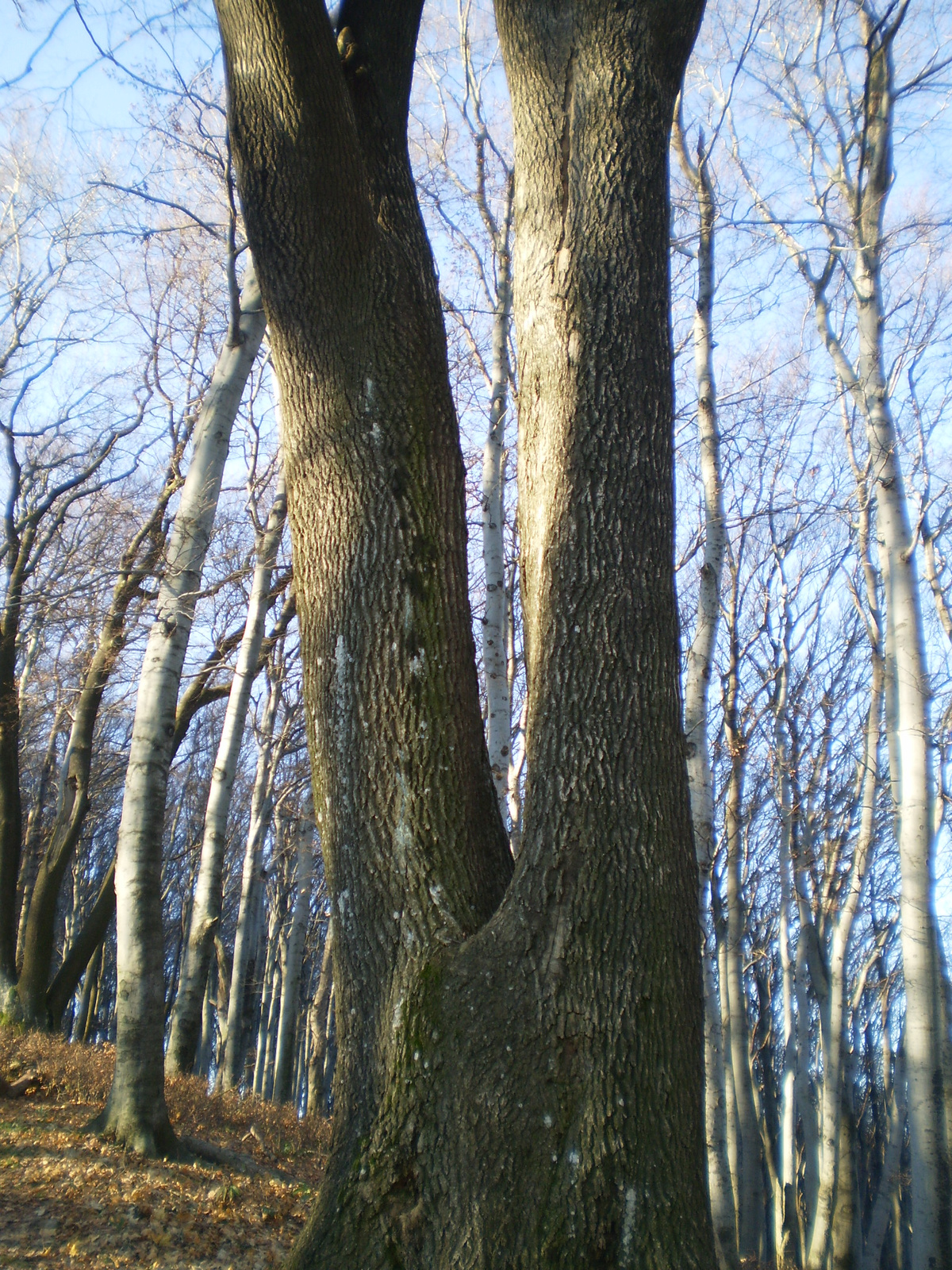 20101106 Mecsek 1000 teljesítménytúra 038