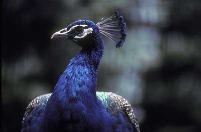 (6010-60)IndianPeafowl