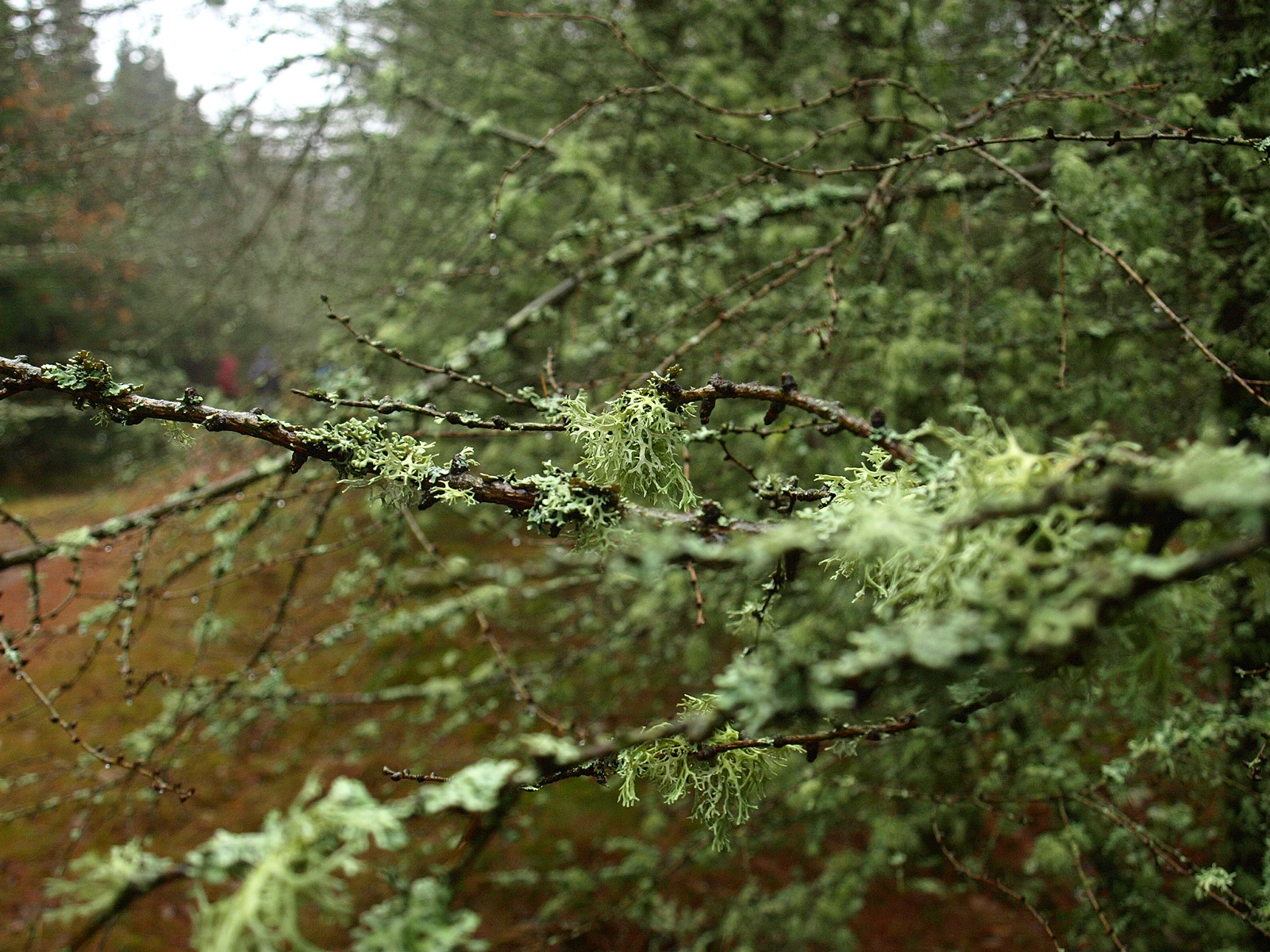 Cladoniaceae - Cladonia