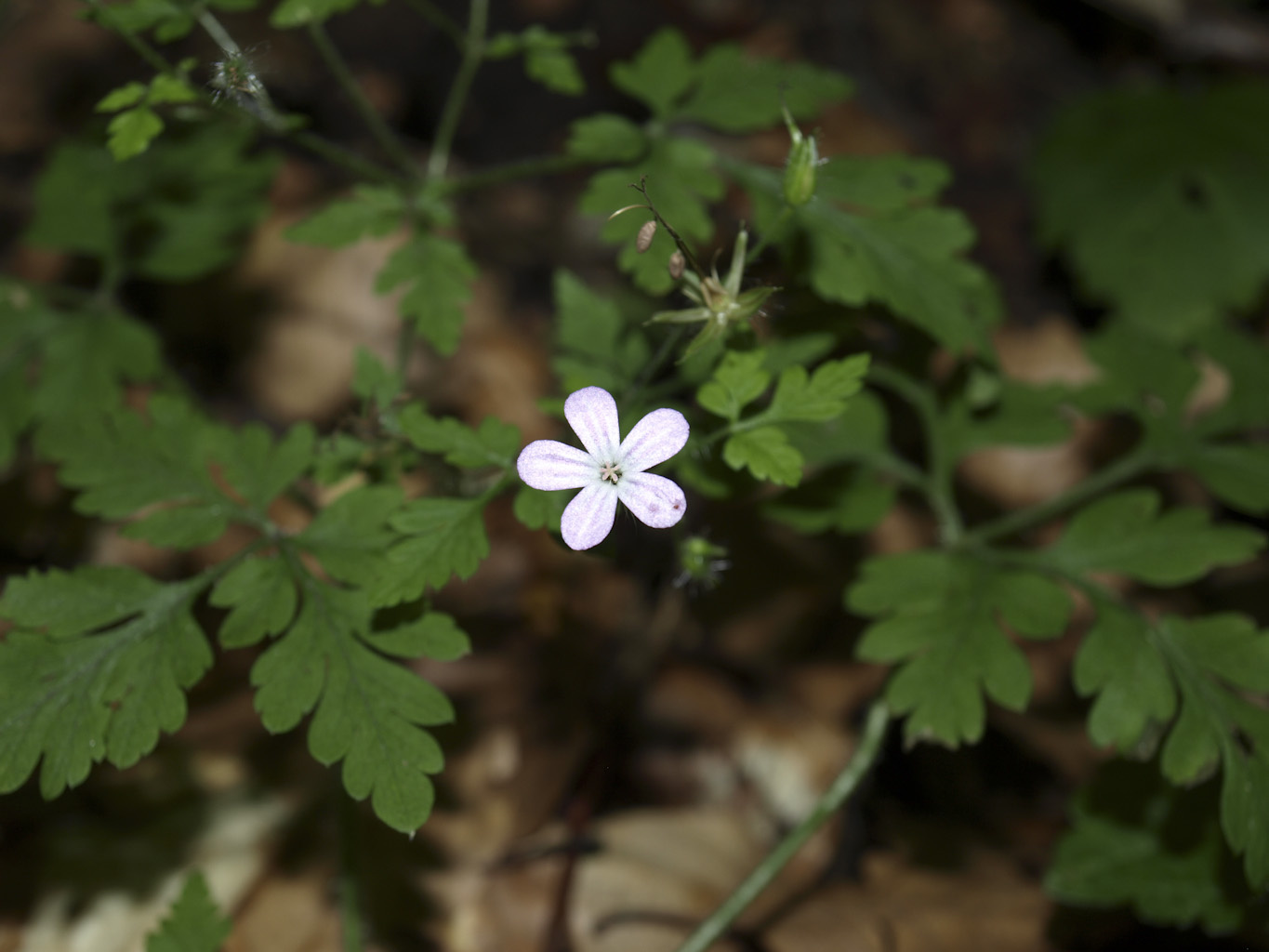 Nehézszagú gólyaorr (Geranium robertianum)