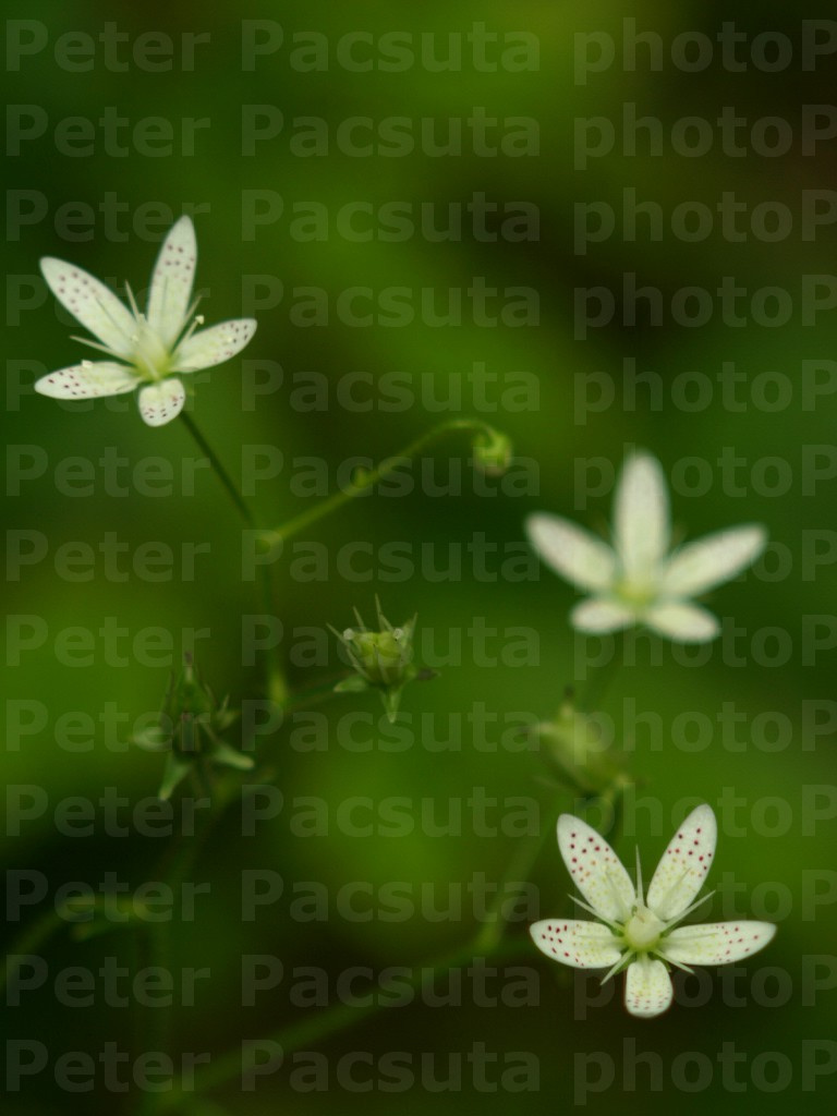 Kőtörőfű (Saxifraga sp.)