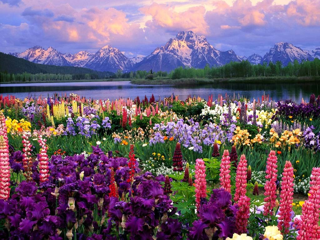 field-of-flowers-02