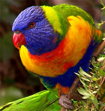 Light Magic Detail  Rainbow Lorikeets