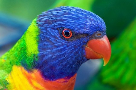 Rainbow-Lorikeet-Bird-450x299