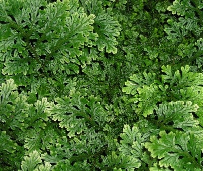 400 Selaginella