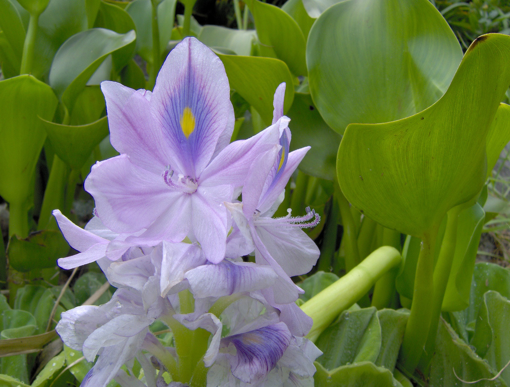 Waterhyacinth (Eichornia crassipes)