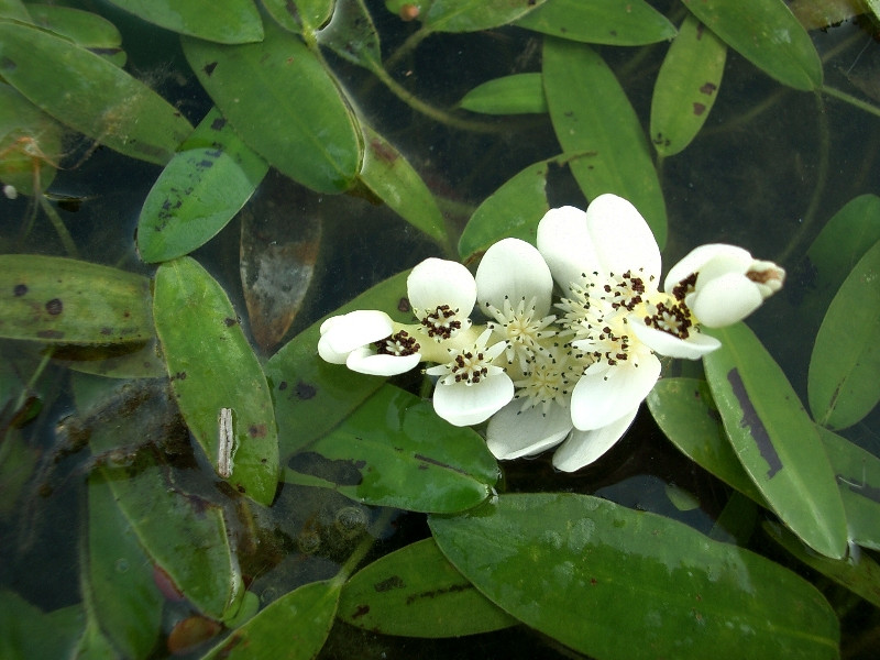 Aponogeton distachyos Kap-Wasseraehre 1