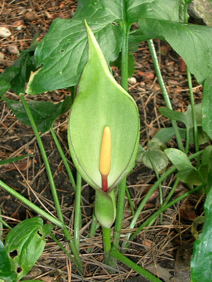 Arum italicum Italienischer Aronstab 1