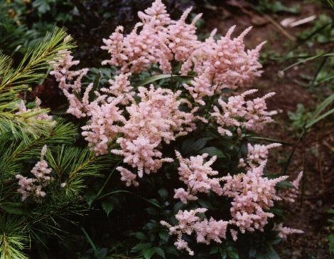 astilbe sprite