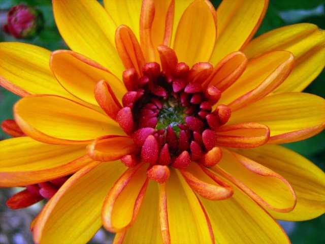 Chrysanthemum 22