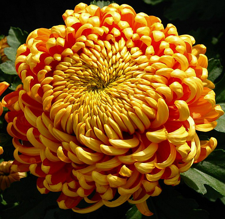 Chrysanthemum 9