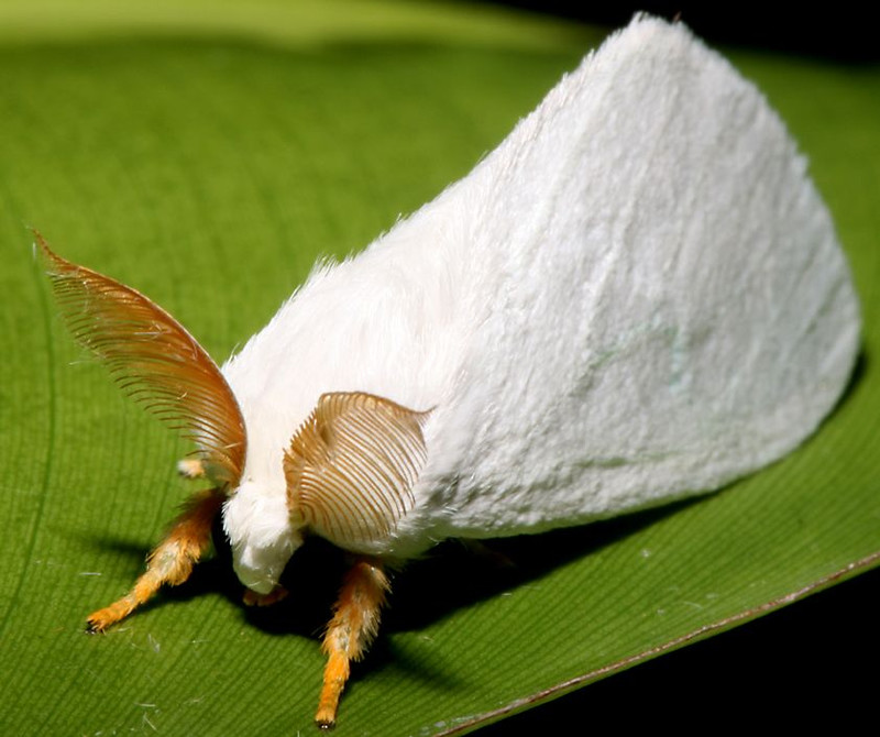 WhiteSulawesiMoth