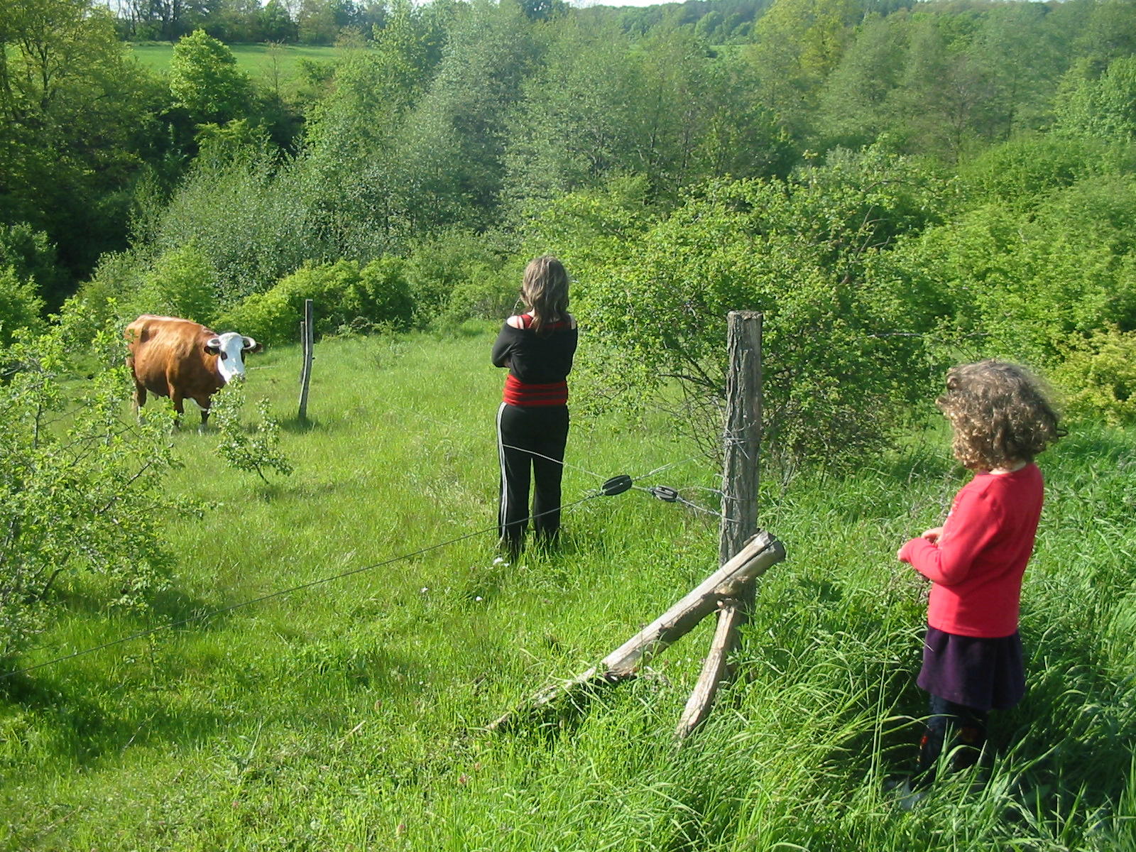 Vilma, a tehén