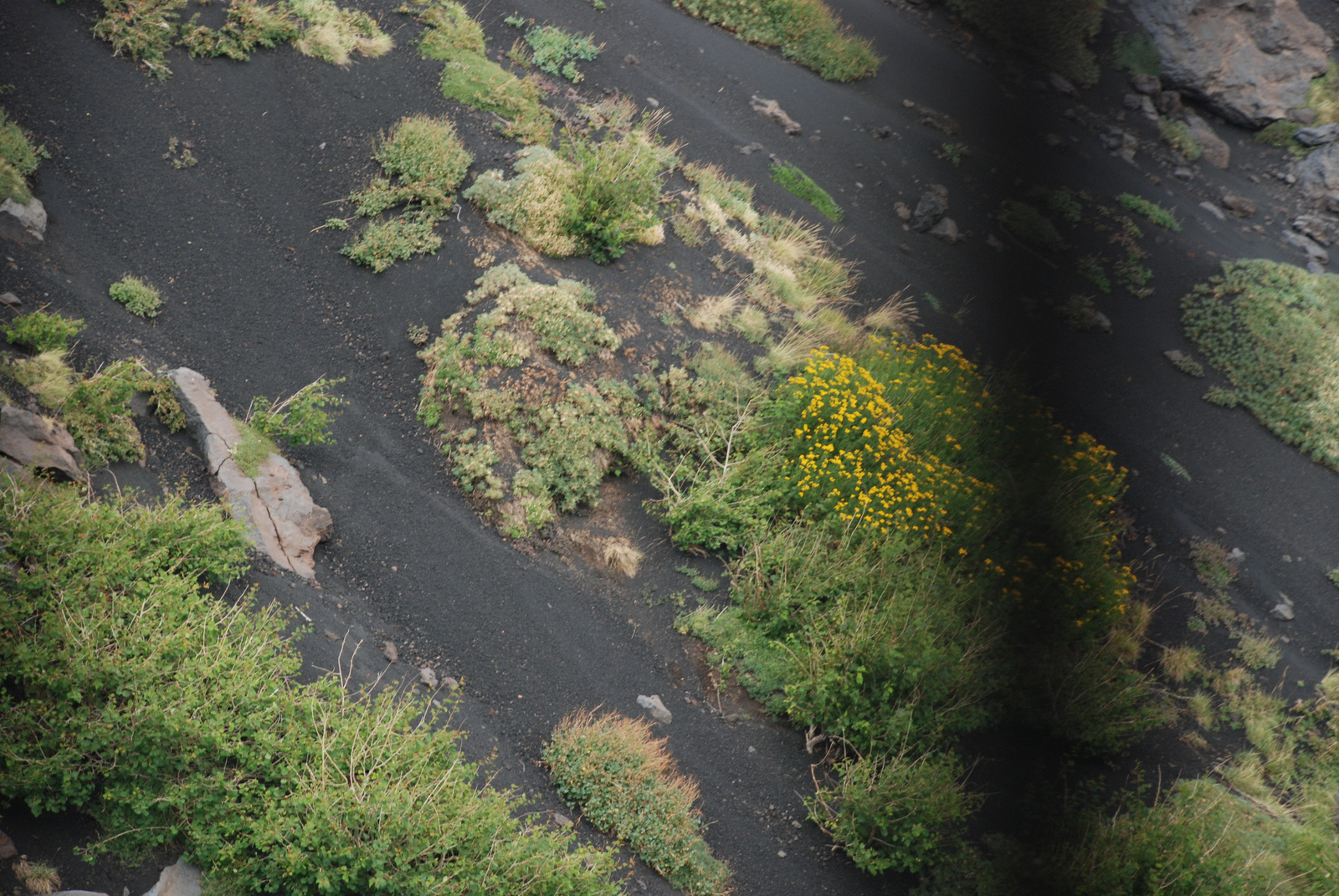 Etna flóra