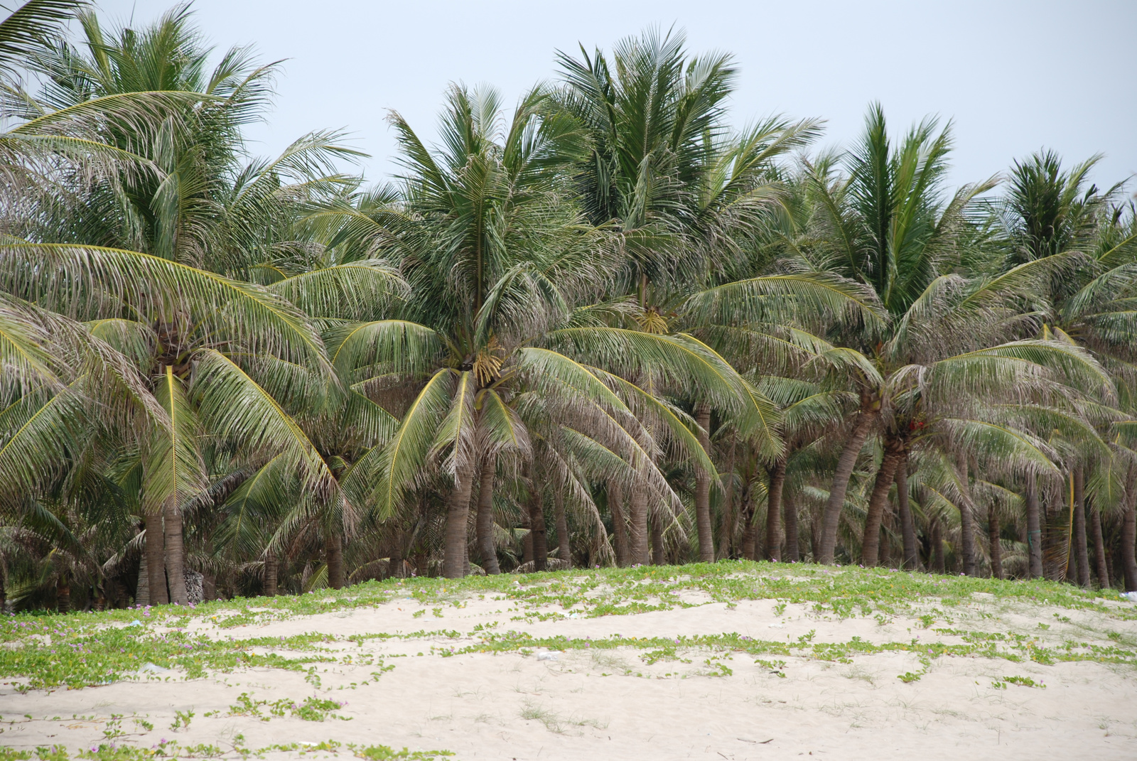 Hoi An(11)