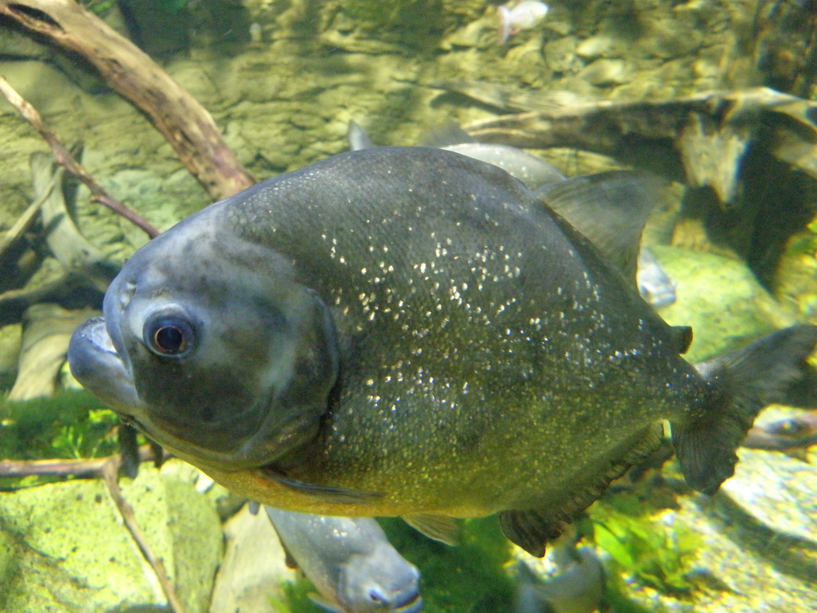 Campona Tropicarium