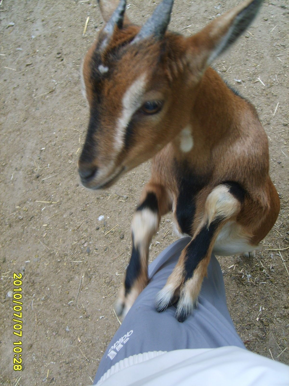 2010 Július 07 Kecskemét Vadaspark, Segítség megesznek!