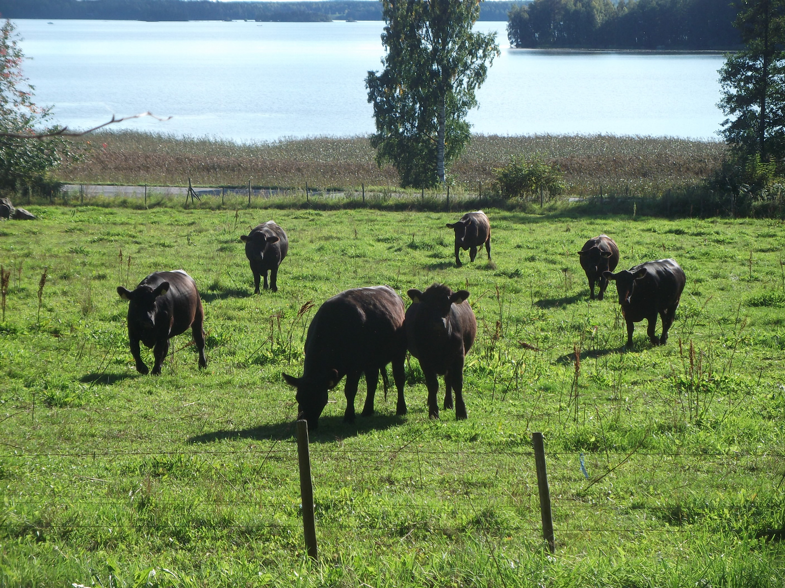 Sötétben minden tehén fekete...na de világosban!?