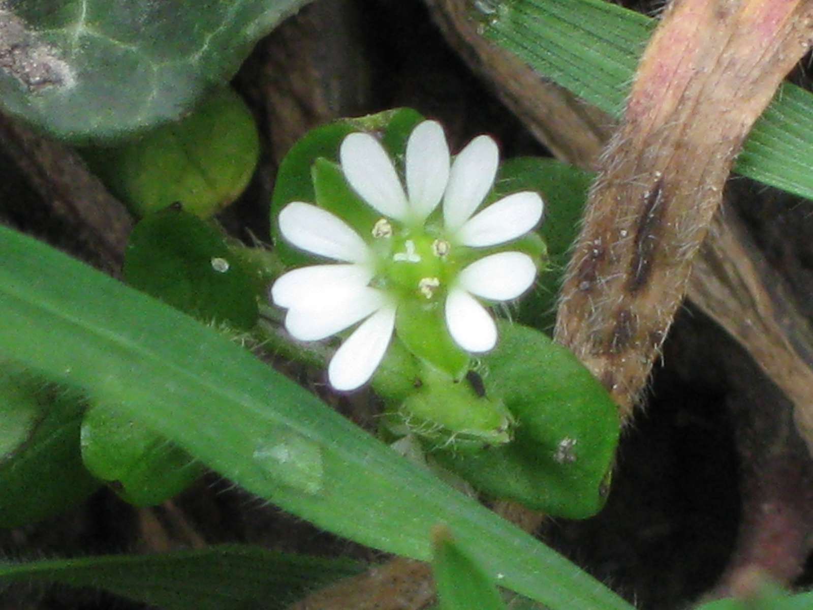 tyúkhúr (stellaria media subsp. media)