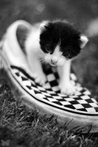 kitten in a vans  by chocolate sheep