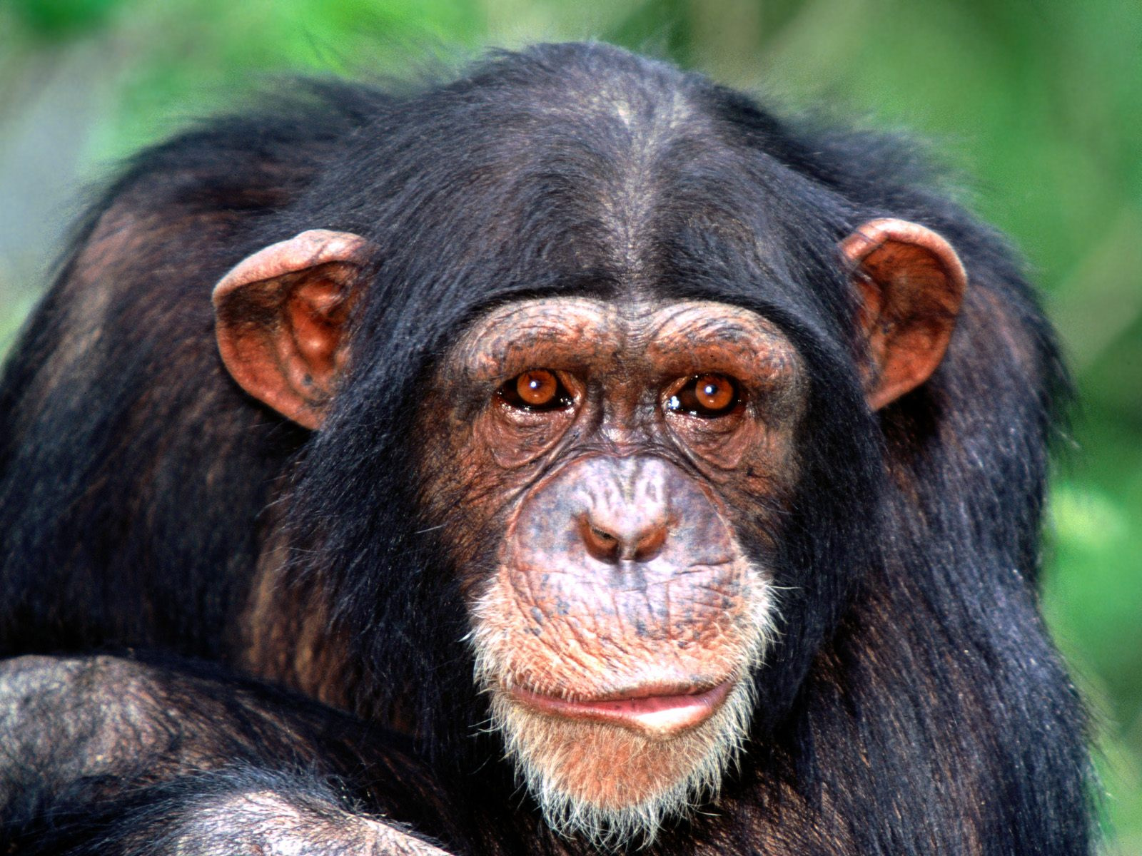 csimpanz chimpanzee02