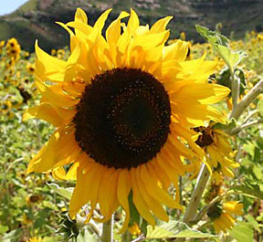 sunflower