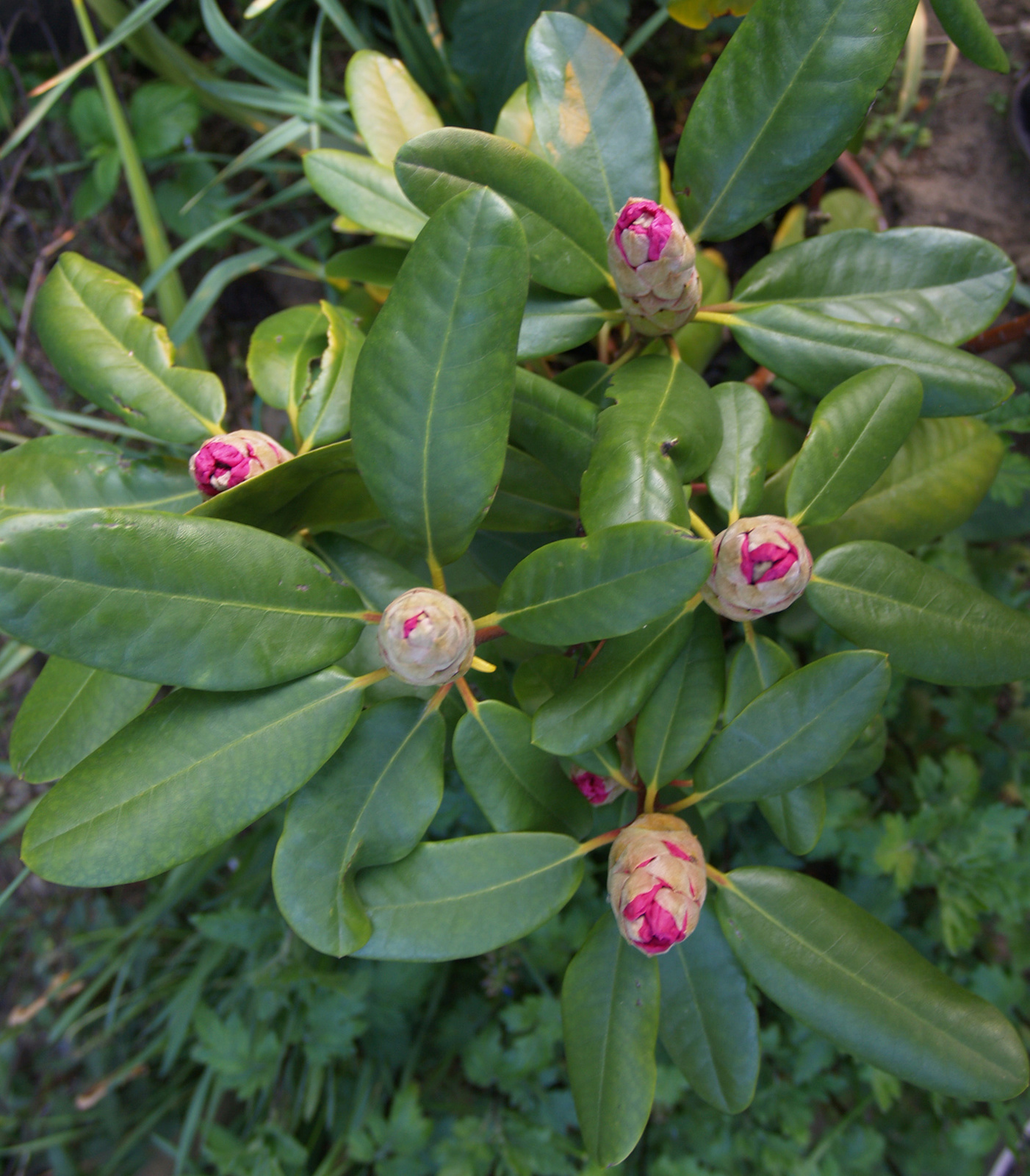 bimbós rododendron