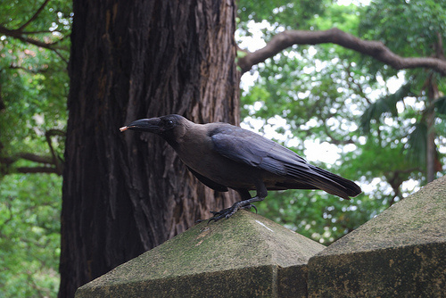 crow