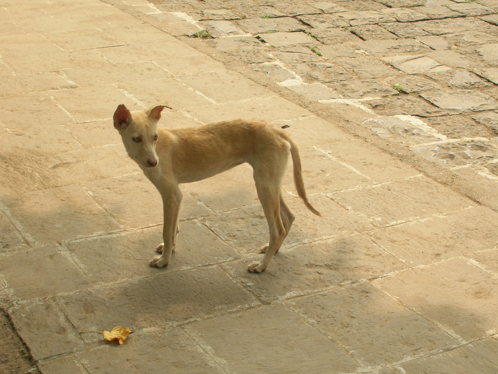 skinny dog